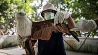 Pulau seluas 21 hektare yang berada di Kawasan Konservasi Taman Nasional Kepulauan Seribu itu menjadi rumah bagi program rehabilitasi yang dirancang khusus untuk memulihkan dan melepaskan kembali burung eksotis itu ke alam bebas.
