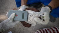 Selama di pusat rehabilitasi, para penjaga dengan displin melakukan monitoring ketat seperti pengawasan dan pengaturan pola makan.