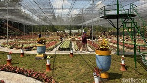 Menelusuri Taman Aglaonema Sleman, Surga Tanaman Hias di Lereng Merapi