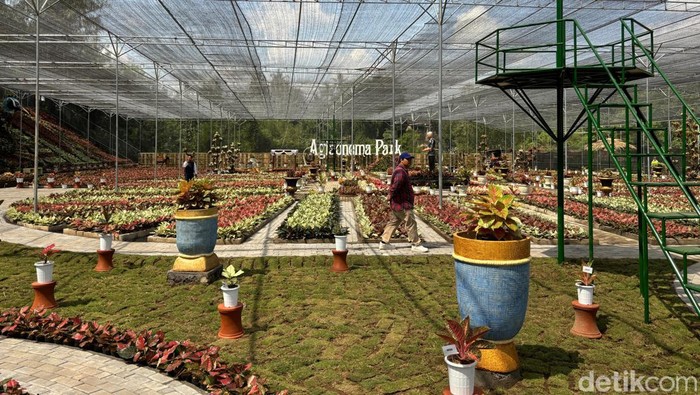 Menteri Desa Pembangunan Daerah Tertinggal dan Transmigrasi (PDTT) Abdul Halim Iskandar meresmikan Aglaonema Park di Tridadi, Sleman, Sabtu (22/6/2024).