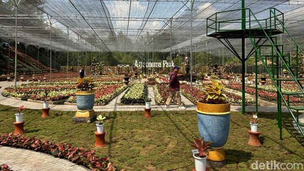 Menteri Desa Pembangunan Daerah Tertinggal dan Transmigrasi (PDTT) Abdul Halim Iskandar meresmikan Aglaonema Park di Tridadi, Sleman, Sabtu (22/6/2024).