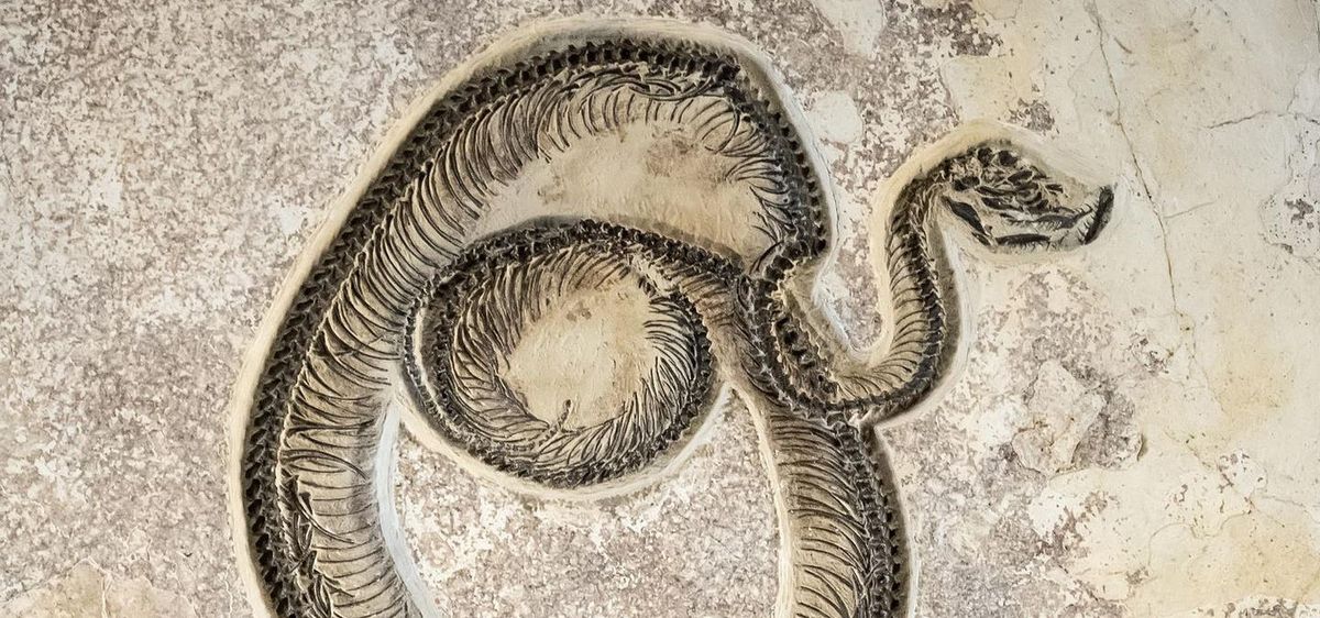 2 Fakta Spesies Aneh Ular Kuno di Inggris