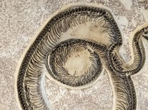 Fosil Ular Purba Terbesar Ditemukan di India, Hidup 47 Juta Tahun Lalu