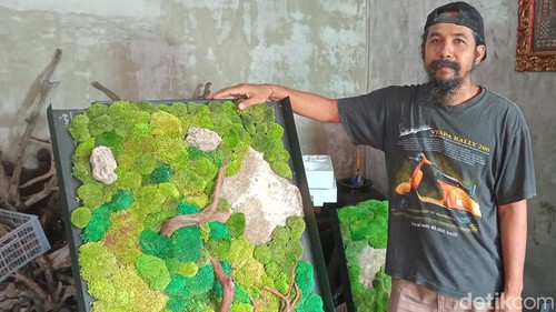 I Gede Darma Susila Putra menunjukkan karya akuaskap berbahan lumut atau moss. (Foto: Aryo Mahendro/detikBali)