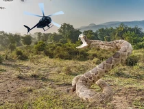 King Cobra Lewat, Ini Ular Berbisa Terbesar yang Pernah Ada