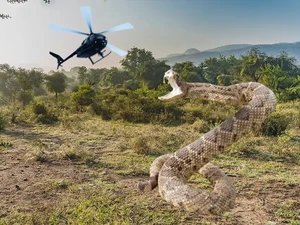 King Cobra Lewat, Ini Ular Berbisa Terbesar yang Pernah Ada
