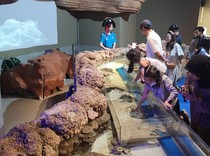 2.000 Orang per Hari Padati Wisata Akuarium Jakarta Ini