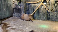 Di sini juga ada penghuni baru, yakni dua ekor kapibara. Pada hari ini juga dilakukan aneka pertunjukan di Jakarta Aquarium & Safari yang terletak di dalam Mal Neo Soho.