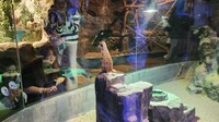 Merkat yang lucu juga ada di sini. Pada hari ini juga dilakukan aneka pertunjukan di Jakarta Aquarium & Safari yang terletak di dalam Mal Neo Soho.