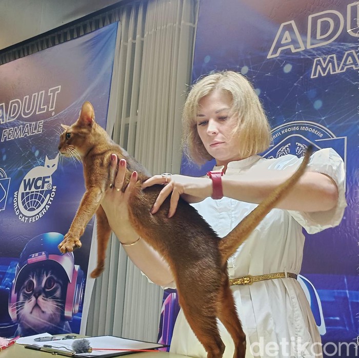 kucing beradu kecantikan di Surabaya