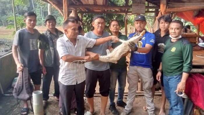 Penampakan buaya muara yang nyasar ke kolam ikan warga Pandeglang (Foto: dok. Istimewa)