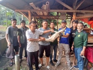 Hii...Buaya Muara Nyasar ke Kolam Ikan Warga di Pandeglang
