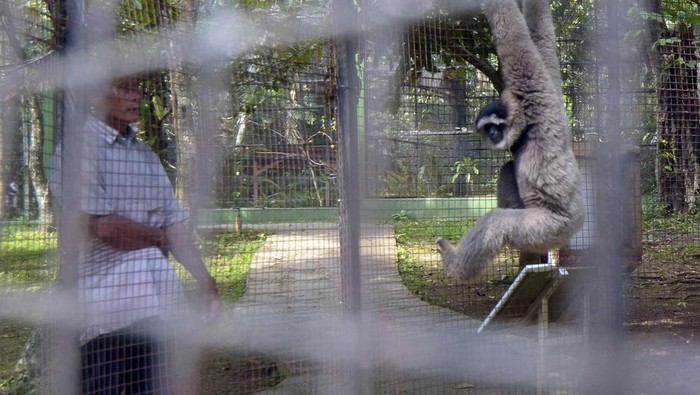 Pengunjung Taman Margasatwa Lembah Hijau Melonjak di Hari Libur Sekolah Pengunjung melihat burung Kakaktua raja saat berwisata di Taman Margasatwa Lembah Hijau, Bandar Lampung, Lampung, Sabtu (22/6/2024). Pengelola Taman Margasatwa Lembah Hijau mencatat dalam sehari saat musim libur sekolah pengunjung yang berwisata di kebun binatang tersebut mencapai 1.000 orang. ANTARA FOTO/Ardiansyah/nz.