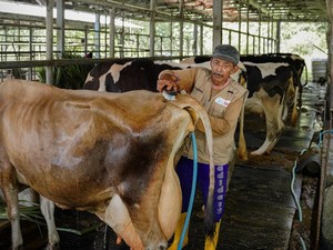Kementan Siapkan 1,5 Juta Ha Lahan buat Taruh Sapi Perah Impor 1,3 Juta Ekor