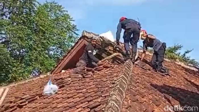 Petugas saat melakukan evakuasi ular piton di Sukabumi.