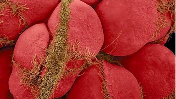 Buah Raspberry. Foto: Brightside