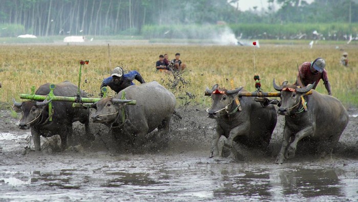Peserta memacu kerbau saat lomba karapan kerbau di Lumajang, Jawa Timur, Senin (24/6/2024). Tradisi karapan kerbau yang diikuti oleh 50 peserta dari lima kecamatan tersebut digelar sebagai bentuk rasa syukur atas melimpahnya hasil panen sekaligus menyambut awal musim tanam. ANTARA FOTO/Irfan Sumanjaya/aww.