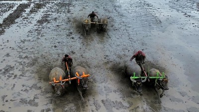 Melihat Keseruan Tradisi Karapan Kerbau di Lumajang