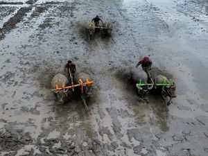 Melihat Keseruan Tradisi Karapan Kerbau di Lumajang