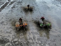 Melihat Keseruan Tradisi Karapan Kerbau di Lumajang