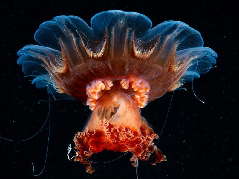 Pemenang 1839 Awards 2024