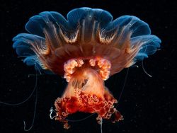 Karya Menakjubkan Jawara 1839 Awards