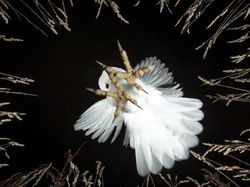 Karya Menakjubkan Jawara 1839 Awards