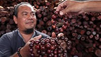 Akar laka yang dikumpulkan dari petani tersebut dijadikan bahan baku pembuatan biji tasbih, dupa, herbal dan diekspor ke China dan Taiwan dengan harga Rp 10 ribu hingga Rp 35 ribu per kilogram tergantung kualitas akarnya.
