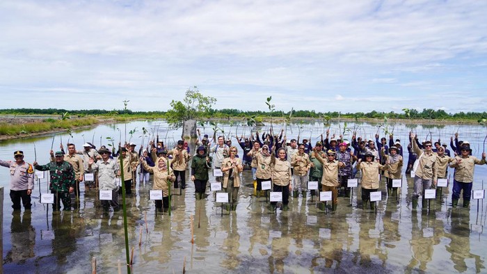 Rehabilitasi hutan mangrove di Kalimantan Utara