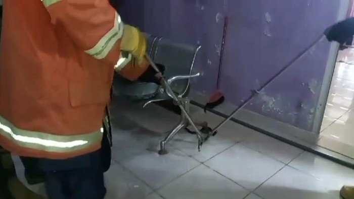 Ular cobra di Gresik