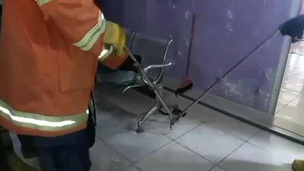 Ular cobra di Gresik