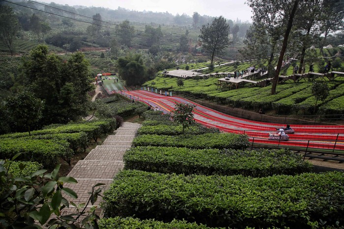 Agrowisata Gunung Mas Puncak Bogor