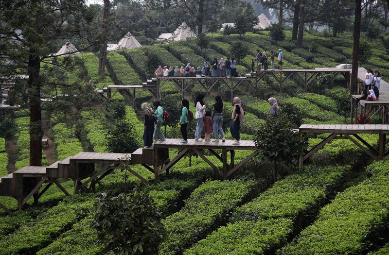 Agrowisata Gunung Mas Puncak Bogor