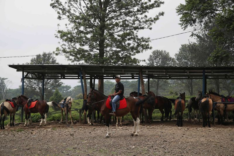 Agrowisata Gunung Mas Puncak Bogor