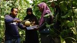 Potret Budi Daya Melon di Jombang, Jenis Miyazaki Dijual Rp 700 Ribu/Buah