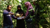 Budi daya melon hidroponik dalam green house saat ini banyak diminati petani di Kabupaten Jombang karena tanaman relatif bebas hama, menghasilkan buah yang lebih manis dan memiliki kualitas premium, serta dalam sekali panen bisa menghasilkan 2 ribu biji buah melon yang dijual mulai Rp20-25 ribu per buah hingga Rp700 ribu per buah dengan berat rata-rata 1,5 kilogram untuk jenis miyazaki.