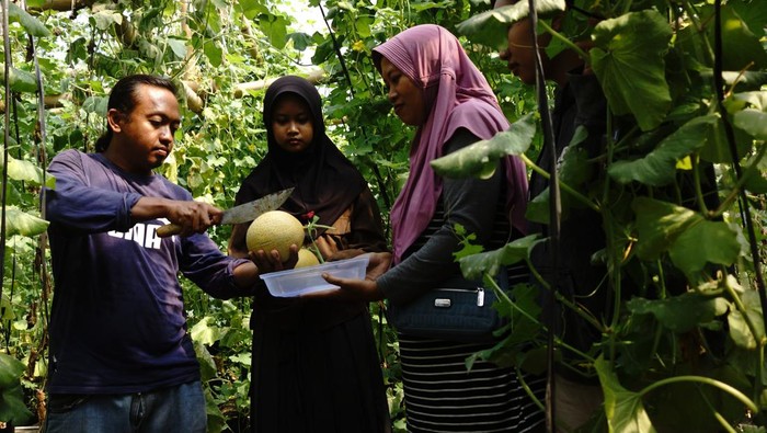 Budi daya melon hidroponik dalam green house Warga membelah buah melon yang dipetik langsung di Desa Mojotrisno, Kecamatan Mojowarno, Kabupaten Jombang, Jawa Timur, Selasa (25/6/2024). Budi daya melon hidroponik dalam green house saat ini banyak diminati petani di Kabupaten Jombang karena tanaman relatif bebas hama, menghasilkan buah yang lebih manis dan memiliki kualitas premium, serta dalam sekali panen bisa menghasilkan 2 ribu biji buah melon yang dijual mulai Rp20-25 ribu per buah hingga Rp700 ribu per buah dengan berat rata-rata 1,5 kilogram untuk jenis miyazaki. ANTARA FOTO/Syaiful Arif/rwa.