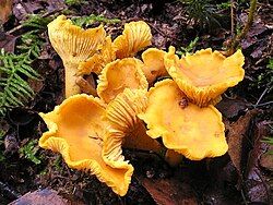 Jamur Chanterelle. (Wikipedia)