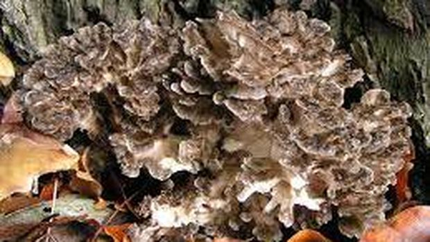 Jamur Maitake. (Wikipedia)