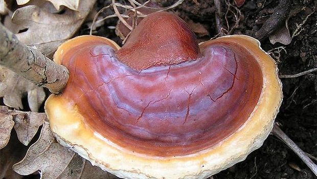 Jamur Reishi. (Wikipedia)