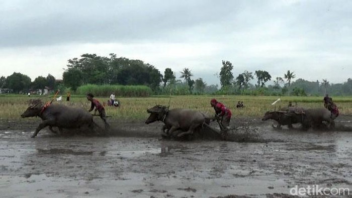 Karapan Kerbau di Lumajang