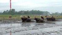 Karapan kerbau ini diikuti oleh 62 peserta dari Kecamatan Sukodono, Jatiroto, Rowokangkung, Tekung dan Randu Agung.