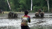 Kerbau-kerbau yang biasanya digunakan untuk membajak sawah ini akan diadu kecepatannya dalam arena berlumpur sepanjang 400 meter.