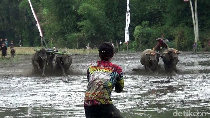 Karapan Kerbau di Lumajang Karapan Kerbau di Lumajang