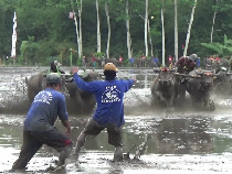 Serunya Karapan Kerbau di Area Sawah Lumajang Berhadiah Mesin Cuci hingga TV