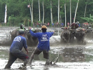 Serunya Karapan Kerbau di Area Sawah Lumajang Berhadiah Mesin Cuci hingga TV