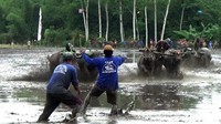 Sepasang kerbau yang berhasil sampai lebih dulu di garis finis akan dinyatakan sebagai pemenang.