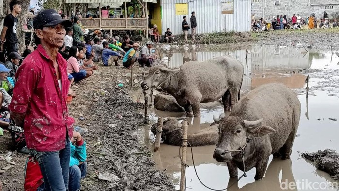 Karapan Kerbau di Lumajang Karapan Kerbau di Lumajang