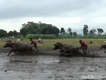 Tradisi Karapan Kerbau Menyambut Musim Tanam di Lumajang