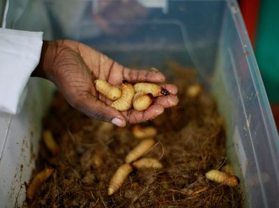 Kelaparan Meningkat di Afrika, Serangga Jadi Alternatif Makanan